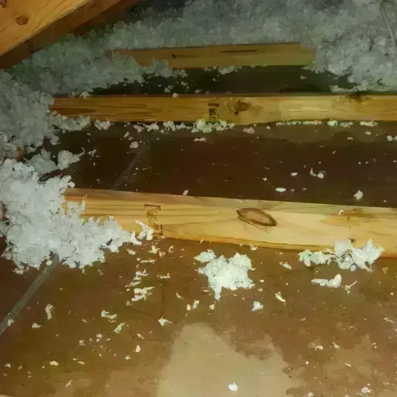 Attic Water Damage in Hidalgo, TX