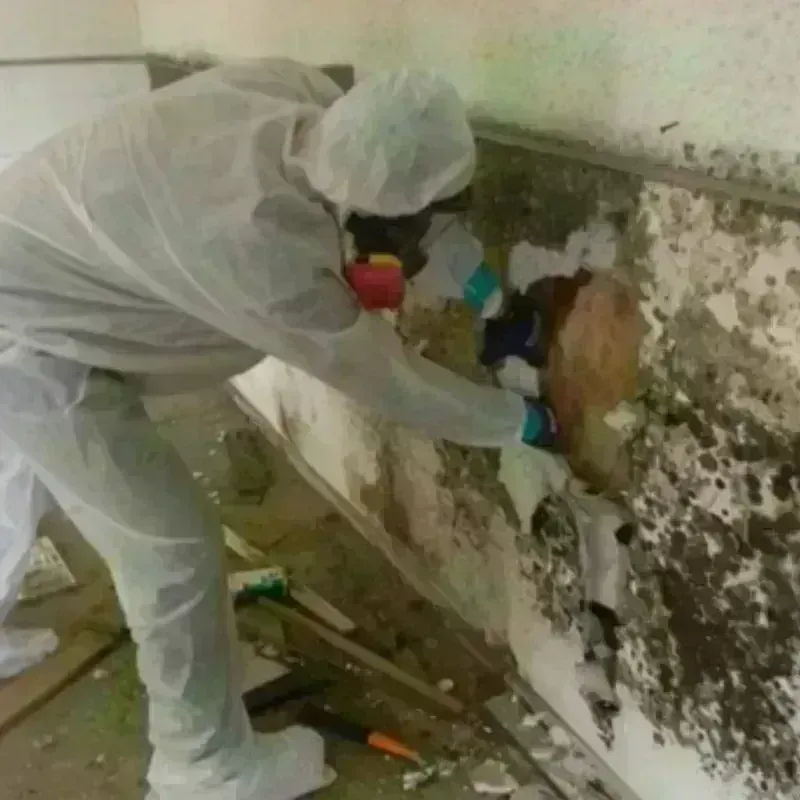 Mold Remediation and Removal in Hidalgo, TX